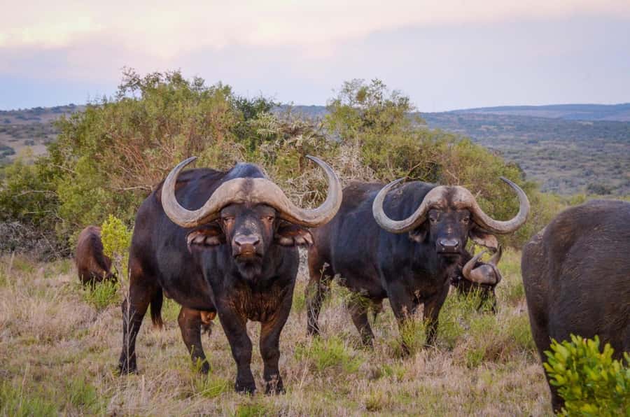 Full-Day Addo Park & Schotia Game Reserve (Open 4x4 vehicle) - Who should book this safari