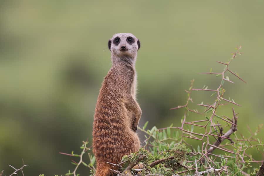 Full-Day Addo Park & Schotia Game Reserve (Open 4x4 vehicle) - Final call: is this two-reserve safari worth it?