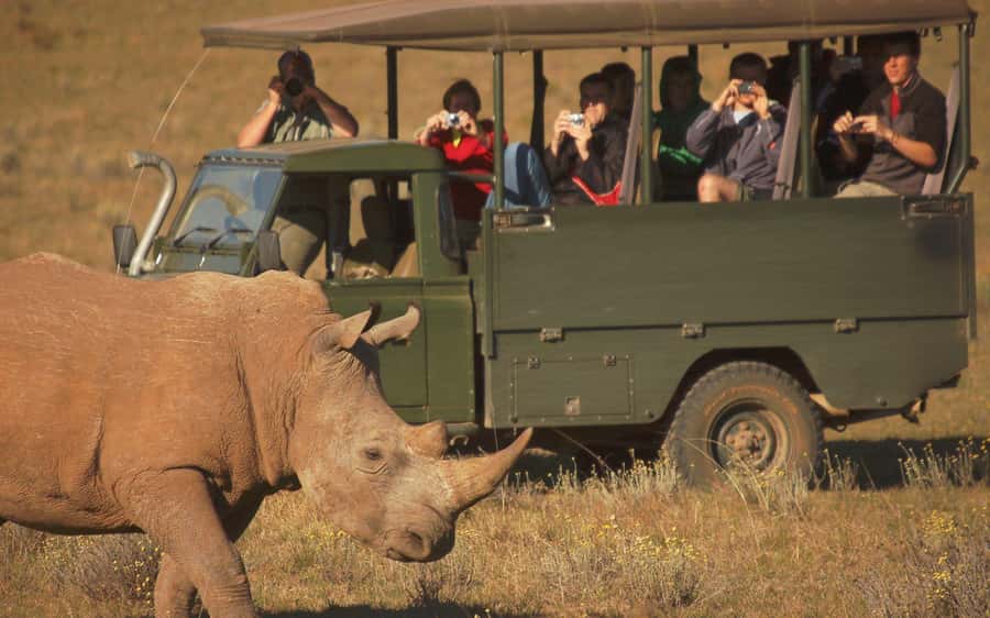 Full-Day Addo Park & Schotia Game Reserve (Open 4x4 vehicle) - The morning pickup from Port Elizabeth, Colchester, or Addo