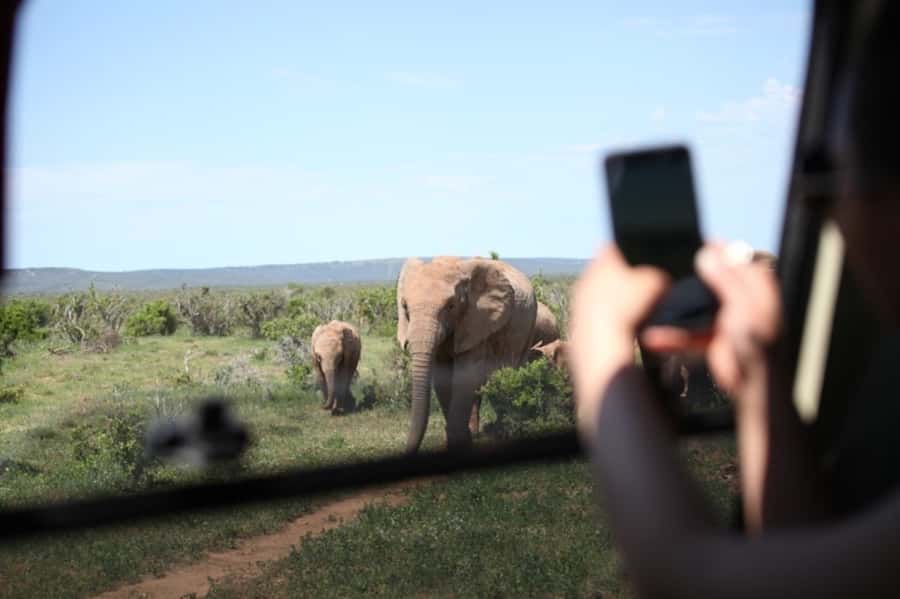 Full-Day All Inclusive Safari with Traditional Braai Lunch - Why Addo’s elephants make this nine-hour safari special