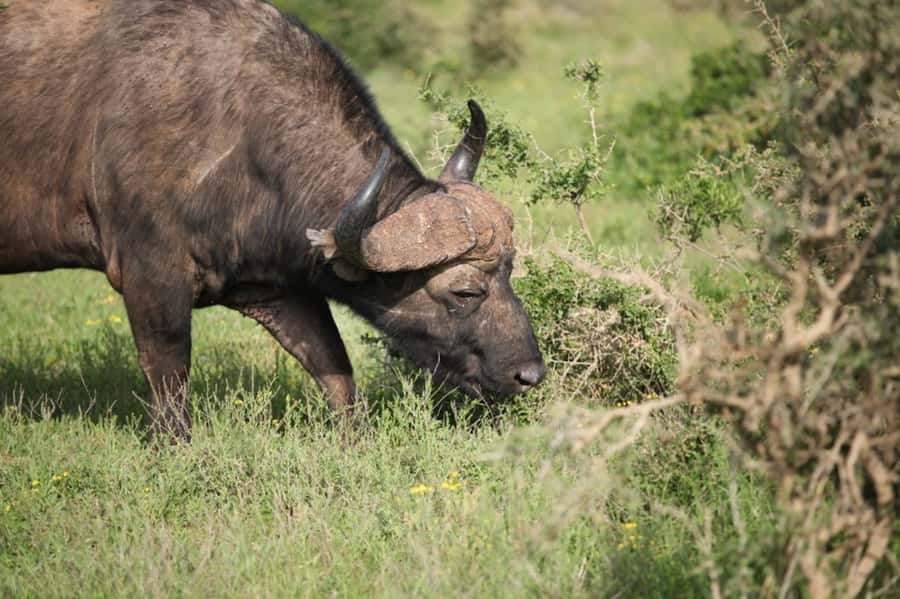 Full-Day All Inclusive Safari with Traditional Braai Lunch - Should you book the full-day braai safari?