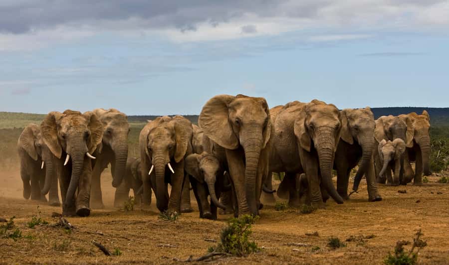 Full-Day All Inclusive Safari with Traditional Braai Lunch - Morning pickup and the first game drive