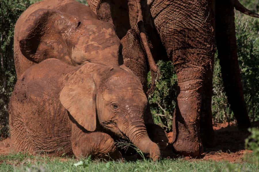 Full-Day All Inclusive Safari with Traditional Braai Lunch - The afternoon drive and the Big Five question