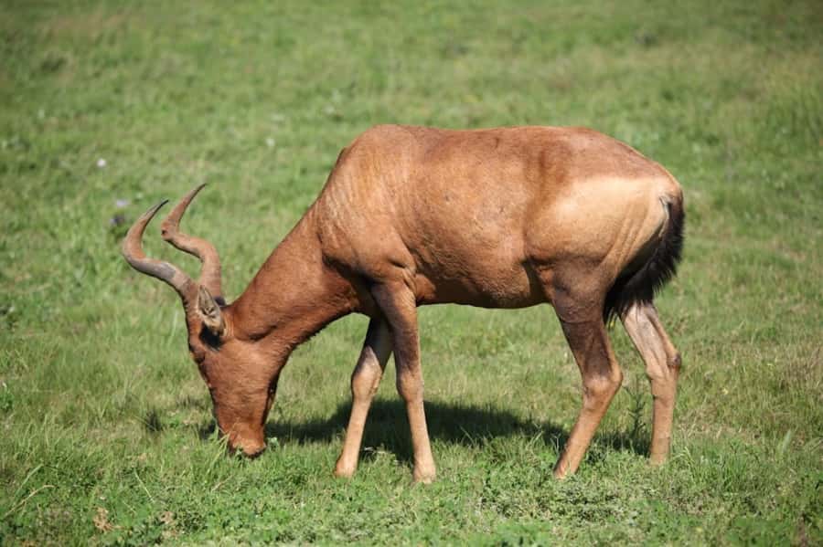 Full-Day All Inclusive Safari with Traditional Braai Lunch - What the $186 price includes