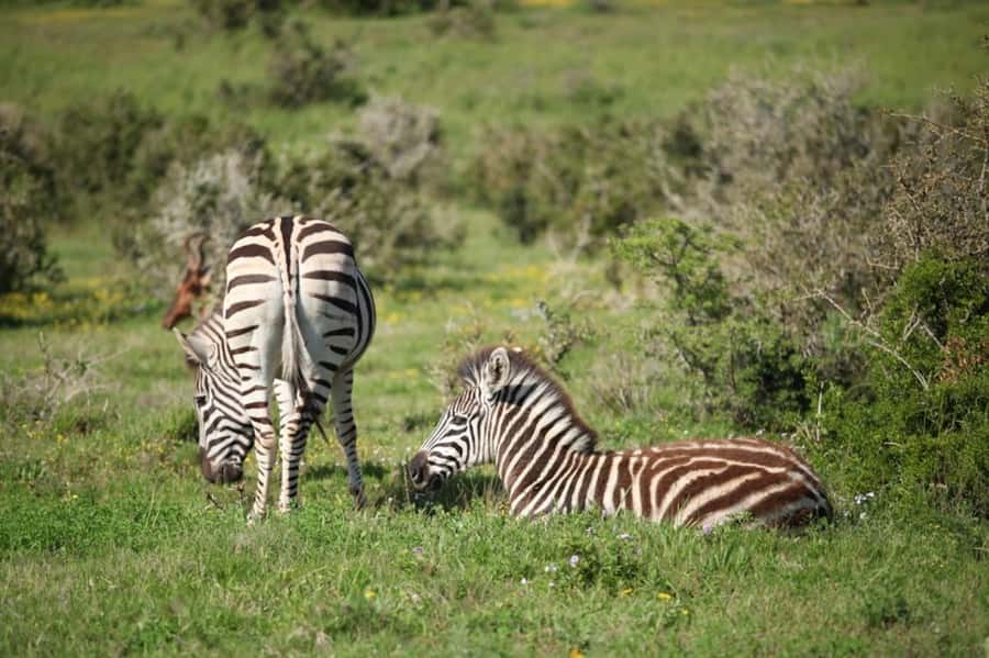 Full-Day All Inclusive Safari with Traditional Braai Lunch - Timing, comfort, and practical planning