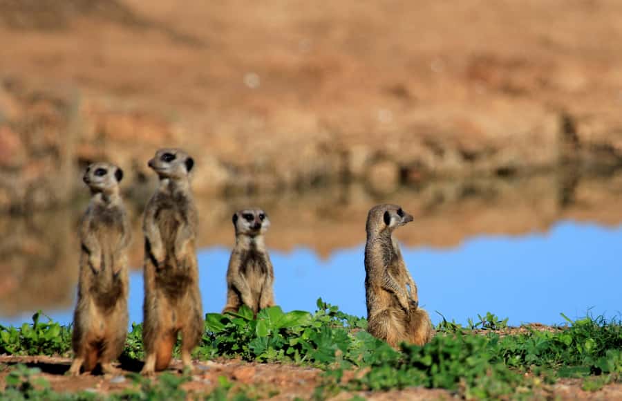Full-Day All Inclusive Safari with Traditional Braai Lunch - Who should book this Addo safari?