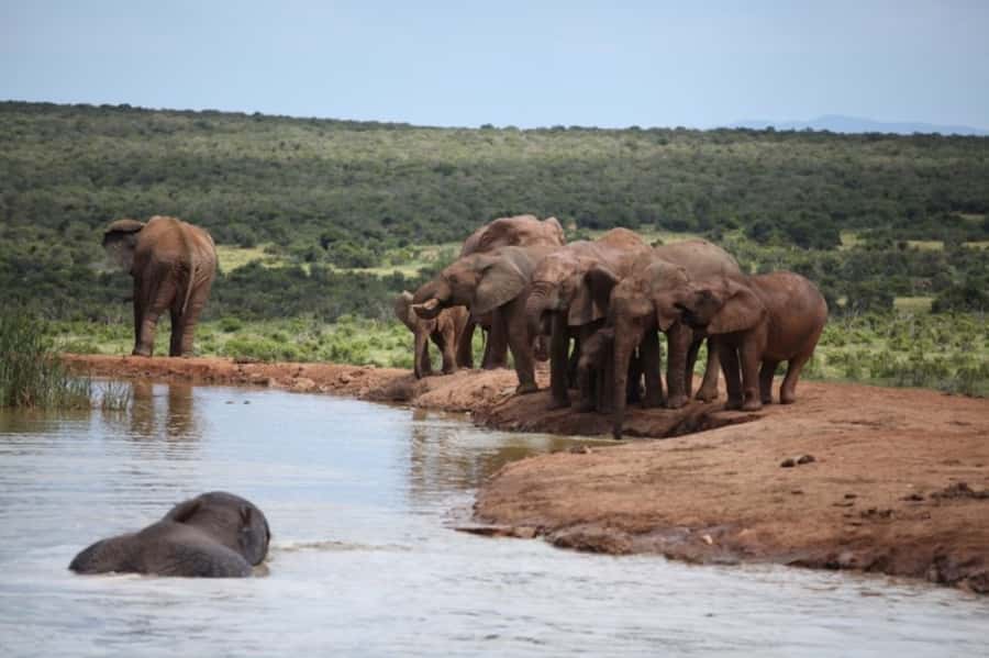 Full-Day All Inclusive Safari with Traditional Braai Lunch - Waterholes, elephants, and the value of patience