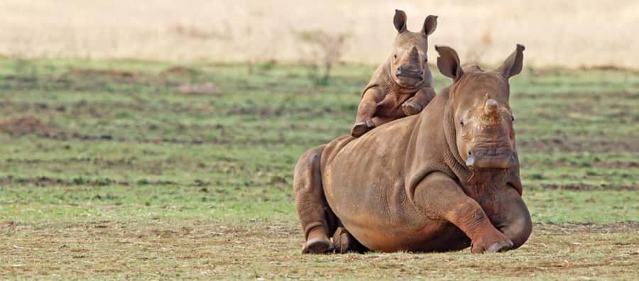 Full Day Aquila Safari (German) - A Cape Town safari without a second hotel