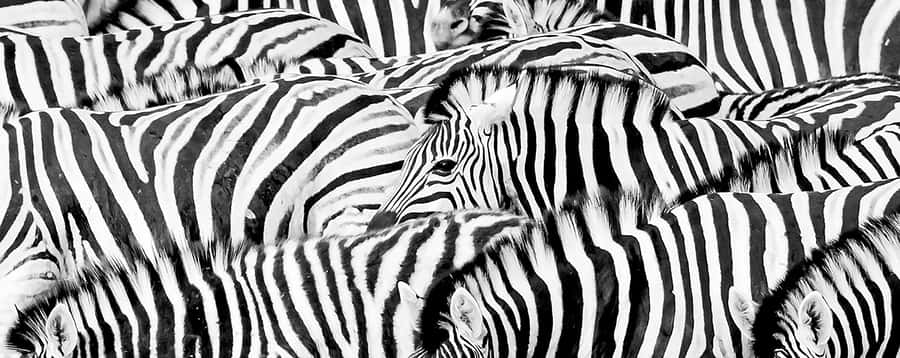 Full Day Aquila Safari (German) - Crossing into the Karoo