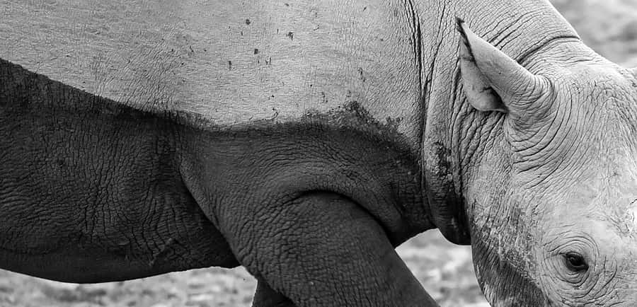Full Day Aquila Safari (German) - The 2 to 3 hour Big 5 game drive