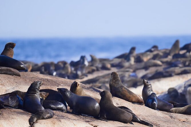 FULL Day Cape of Good Hope and Boulders Penguin Colony - Chapman’s Peak is the scenic centerpiece