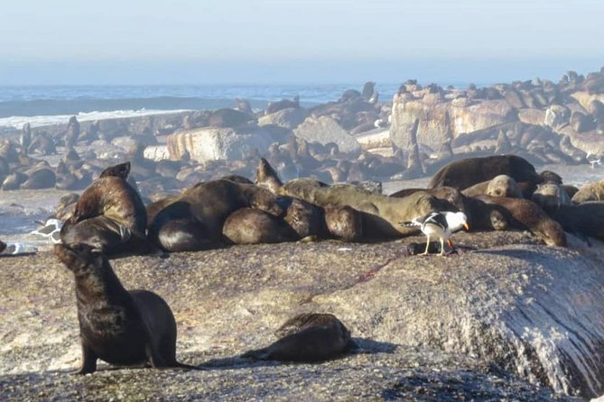 FULL Day Cape of Good Hope and Boulders Penguin Colony - Cape of Good Hope and the lighthouse require some walking