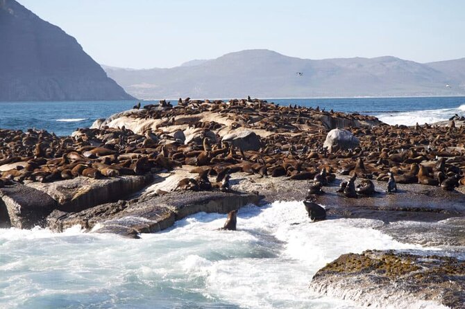 Full Day Cape Peninsula Tour - Who should book this tour