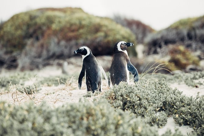 Full-Day Cape Peninsula Tour from Cape Town - One long day around the Cape Peninsula
