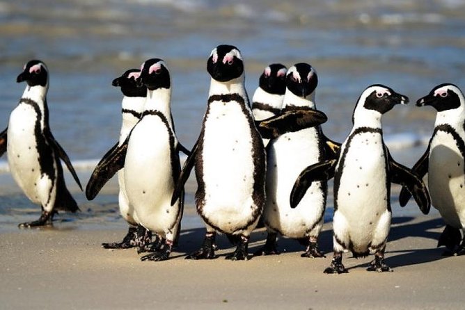 Full Day Cape Peninsula Tour in Private Car - Why this private Cape Peninsula tour works