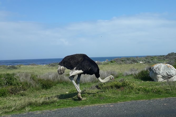Full Day Cape Peninsula Tour in Private Car - Hout Bay adds a boat option and a market stop