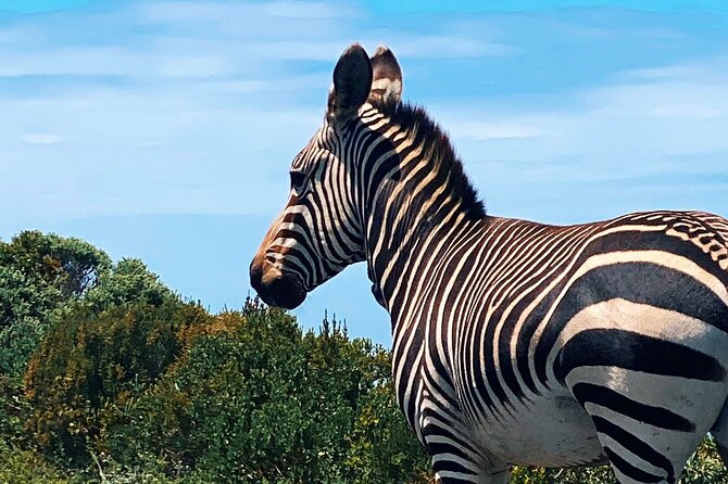 Full Day Cape Peninsula Tour in Private Car - Cape Point takes the largest block of time