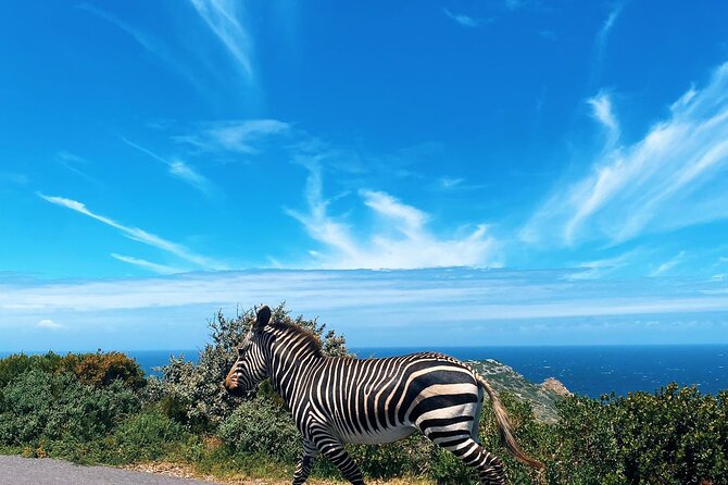 Full Day Cape Peninsula Tour in Private Car - Boulders Beach brings you close to African penguins
