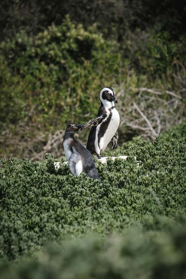 Full day Cape Penisula Tour: Chapman's Peak - Cape Point - Chapman’s Peak gives you the big opening view