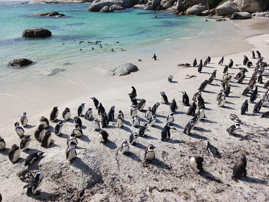 Full Day - Cape Point and Penguins Plus Table Mountain - One day, many sides of Cape Town
