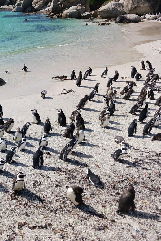 Full Day - Cape Point and Penguins Plus Table Mountain - Along the Atlantic Seaboard to Hout Bay