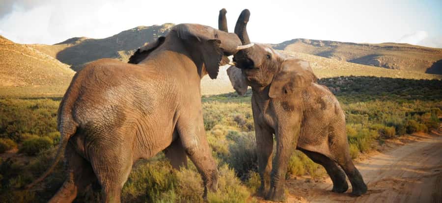 Full Day Cape Town Safari - Key points to know before booking