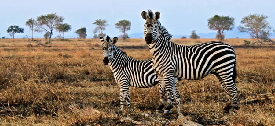 Full Day Cape Town Safari - Two hours in an open 4x4 vehicle