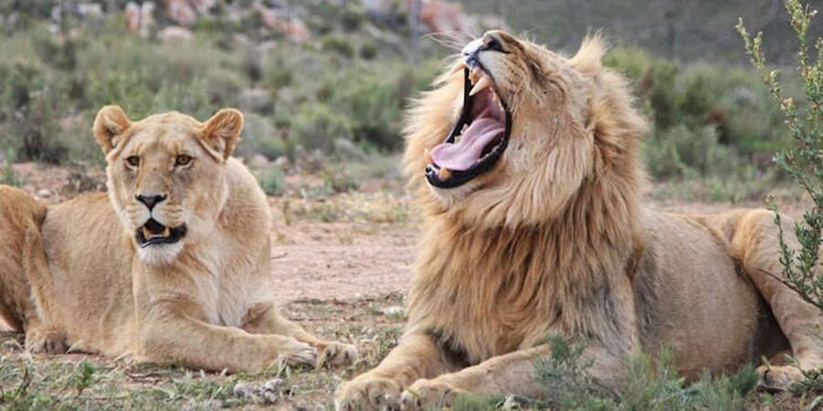 Full Day Cape Town Safari - Is $342 a fair price?