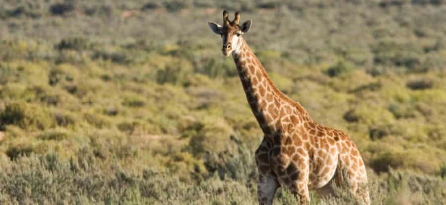 Full Day Cape Town Safari - Arrival at Aquila and what lunch adds