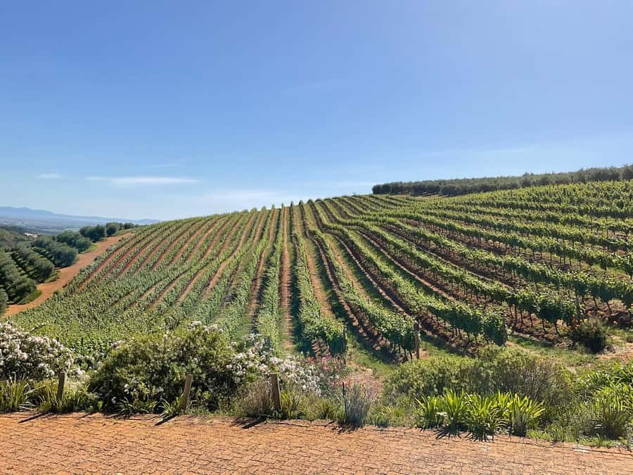 Full Day Cape Winelands Tour: Franschhoek & Stellenbosch - La Bri Wine Estate and the wine-making story