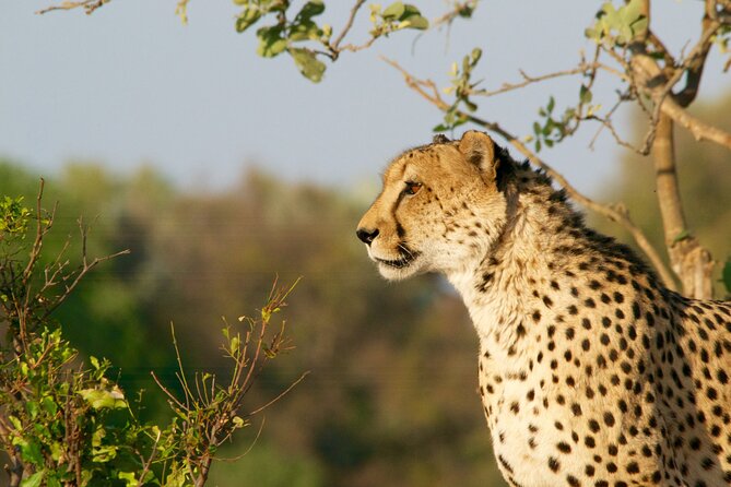 Full Day Exquisite Pilanesberg Safari from Johannesburg - Who should book this safari?
