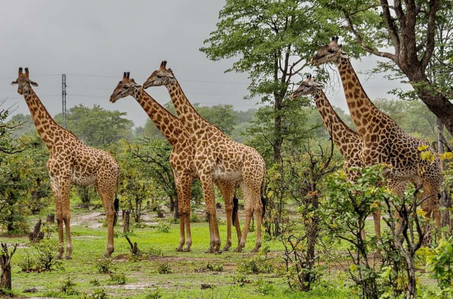 Full Day Hluhluwe Imfolozi Game Reserve Tour from Durban - Key points to know before booking