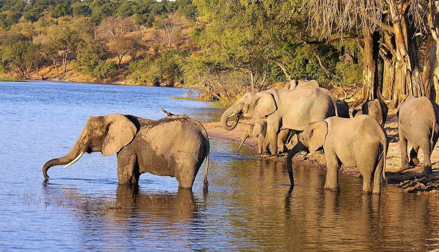 Full Day Hluhluwe Imfolozi Game Reserve Tour from Durban - Booking advice for a smoother day