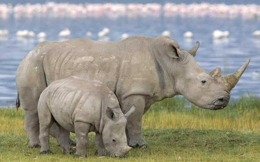 Full Day Hluhluwe Imfolozi Game Reserve Tour from Durban - Why this reserve matters