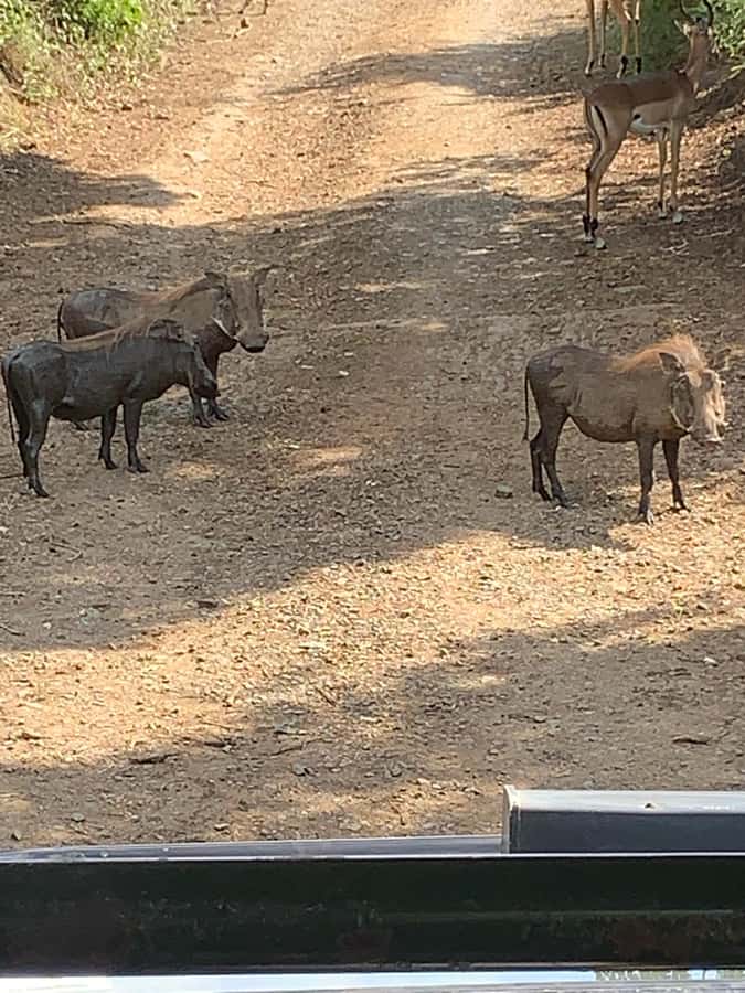 Full Day Hluhluwe Imfolozi Game Reserve Tour from Durban - Is $226 a fair price?