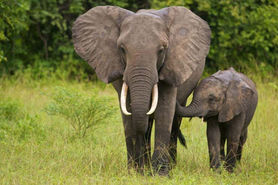 Full Day Hluhluwe Imfolozi Game Reserve Tour from Durban - Leaving Durban at 6am