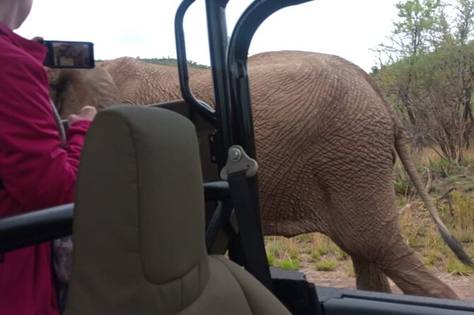 Full Day Pilanesberg Experience in Open Vehicle - The Morning Drive in an Open 4x4