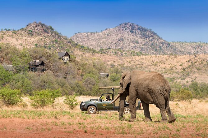 Full Day Pilanesberg Experience in Open Vehicle - Guides Make the Biggest Difference