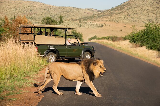 Full Day Pilanesberg Experience in Open Vehicle - Weather, Comfort, and What to Bring
