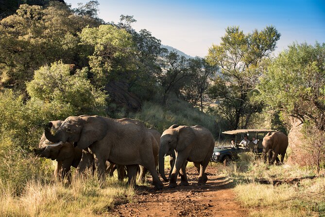 Full Day Pilanesberg Safari Adventure - What the guides add to the day