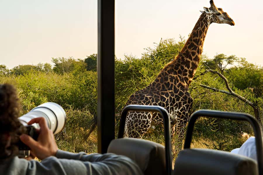 Full-Day Pilanesberg Safari from Sun City - Why Pilanesberg works well from Sun City