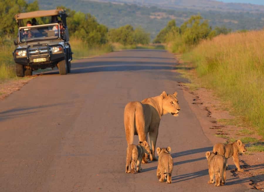 Full-Day Pilanesberg Safari from Sun City - Sun City pickup and the short ride to the gate