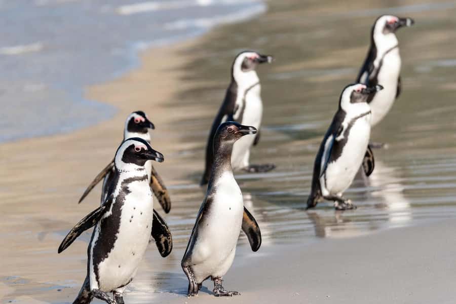 Full-Day Private: Best of the Cape - Cape of Good Hope and Cape Point in one visit