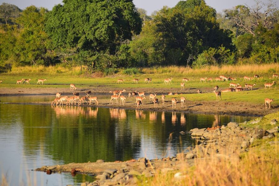Full-Day Private Big 5 Safari in Kruger National Park - Should You Book the Private Big Five Safari?