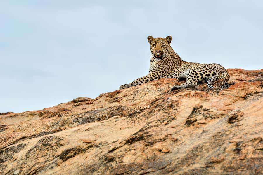 Full-Day Private Big 5 Safari in Kruger National Park - Bush Coffee and a Slow Look at Kruger