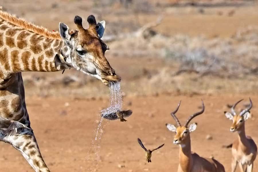 Full-Day Private Big 5 Safari in Kruger National Park - Breakfast, More Roads, and Different Animals