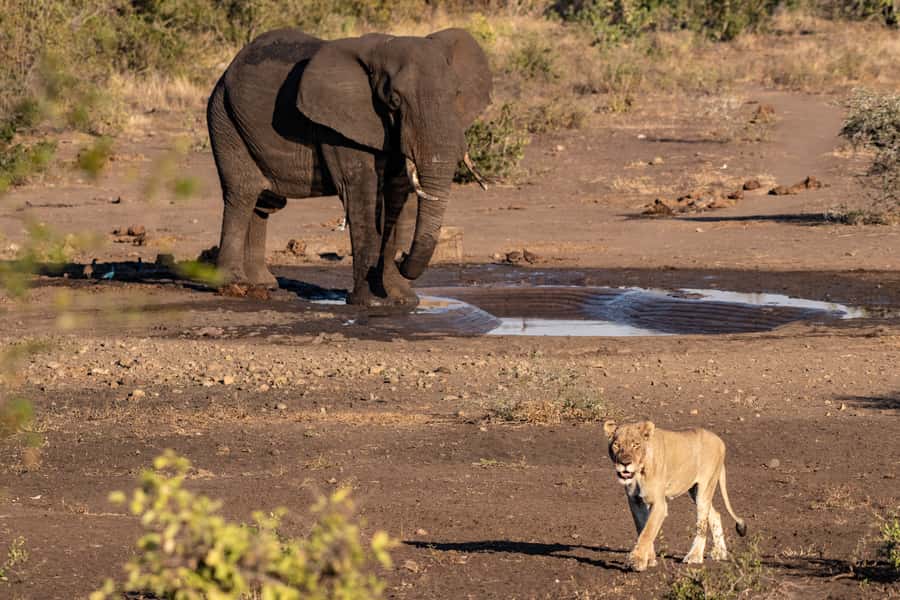 Full-Day Private Big 5 Safari in Kruger National Park - Breaks, Shops, and What to Bring