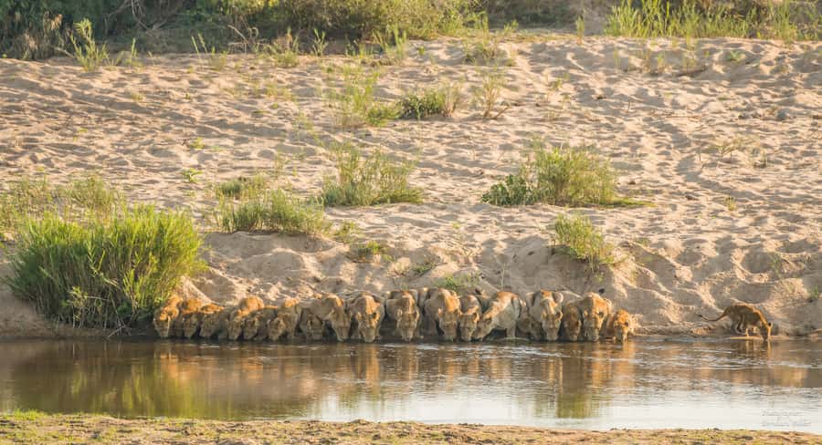 Full-Day Private Big 5 Safari in Kruger National Park - The Real Price of a Private Kruger Day