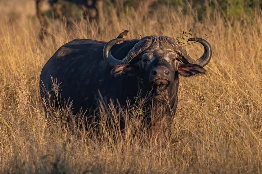 Full-Day Private Big 5 Safari in Kruger National Park - Who Will Enjoy This Safari Most