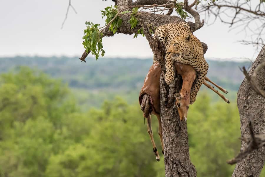 Full-Day Private Big 5 Safari in Kruger National Park - Why the Private Vehicle Makes a Difference
